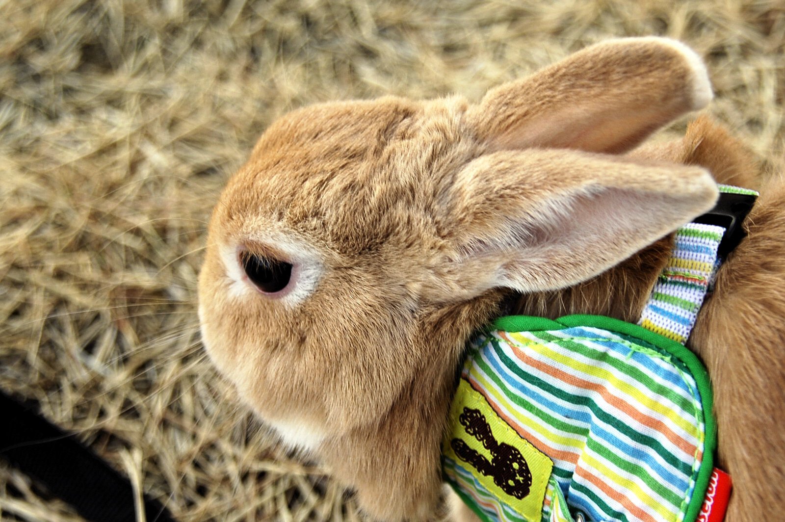 ネザーランドドワーフ みるくの写真 - dsc_00301.jpg