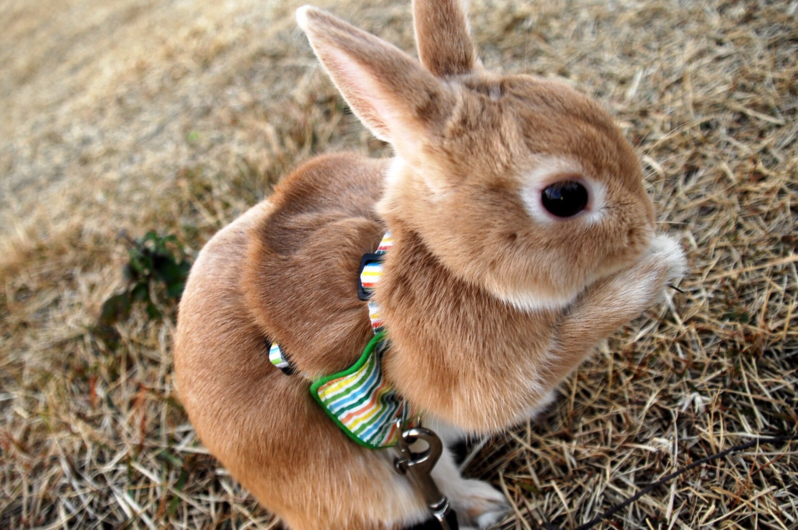 ネザーランドドワーフ みるくの写真 - dsc_0137.jpg