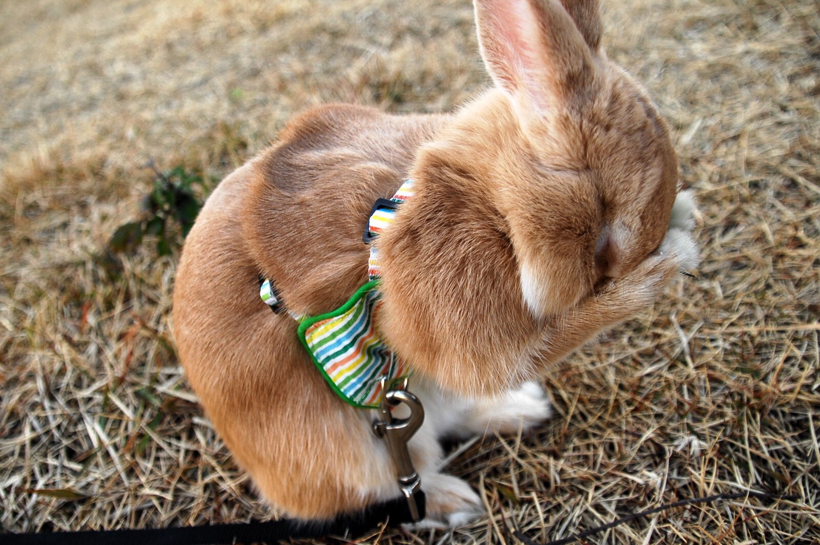 ネザーランドドワーフ みるくの写真 - dsc_0138.jpg