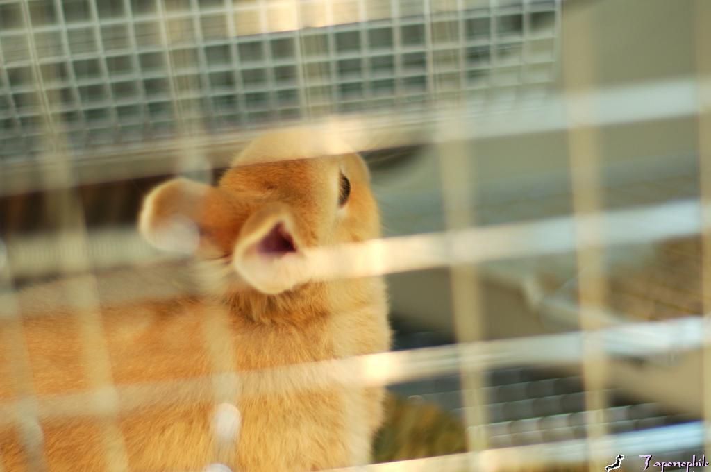 ぼくがぶろぐを書きましゅ！