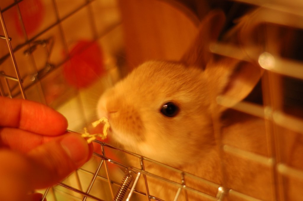 おやつーおやつーぱぱいやーぱぱいやー！