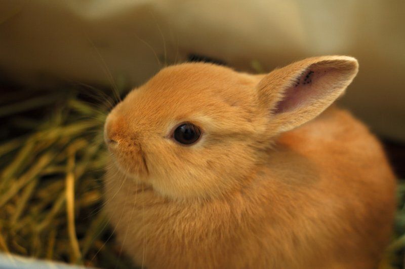 ネザーランドドワーフのみるく