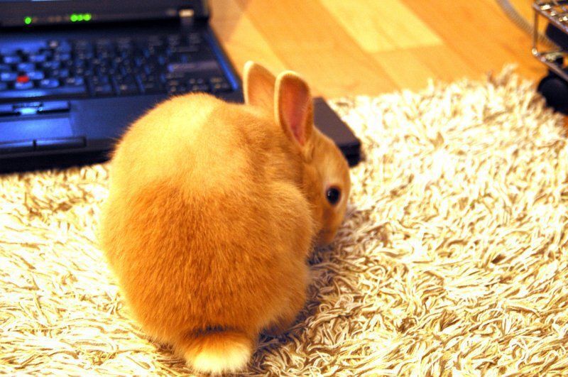 ペレットぼちぼちたべるよー