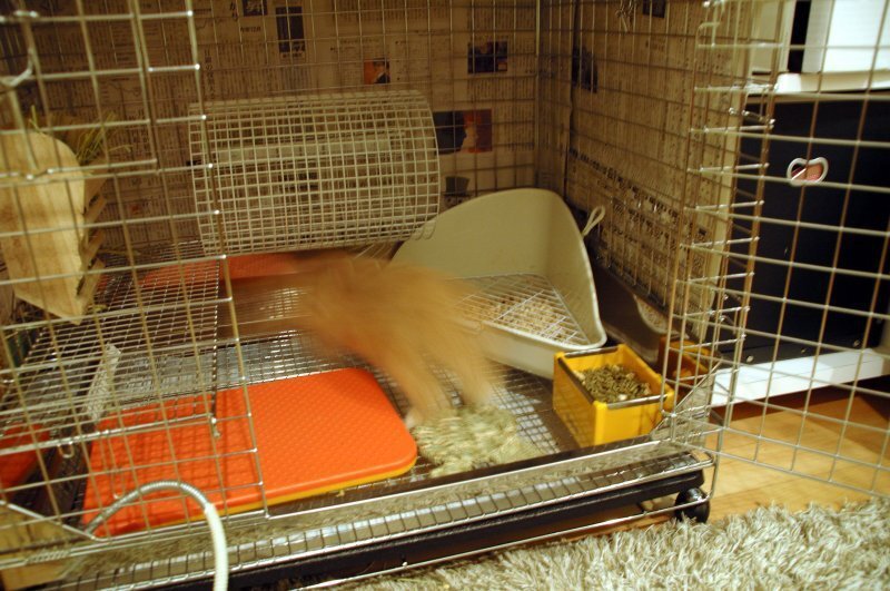 ネザーランドドワーフ みるくの写真 - dsc_8588.jpg