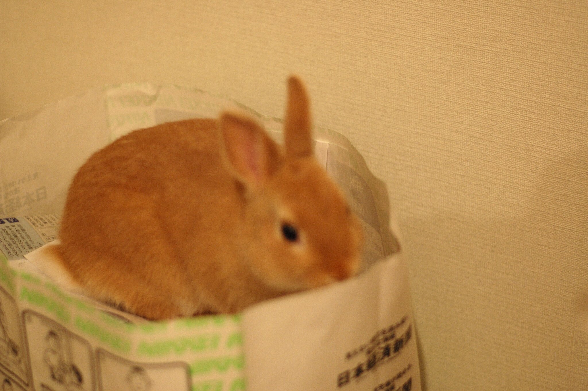 みるくキングだよ！