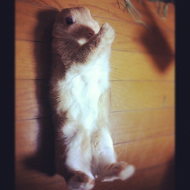 ひっくり返されましたー