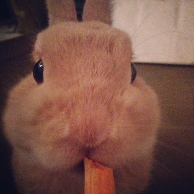 ニンジンさいこーー！