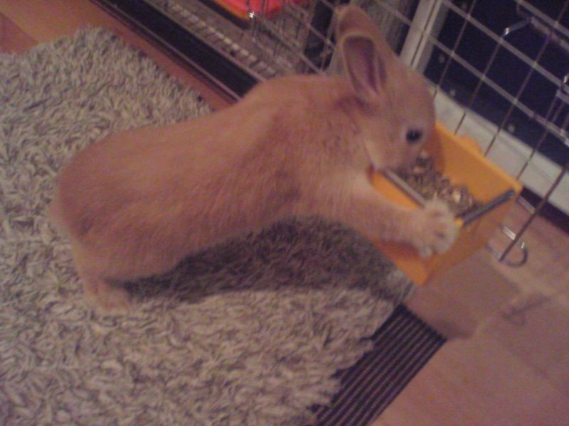 げんきでーす！