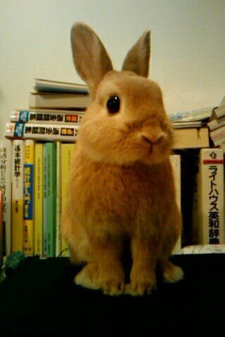耳が